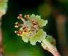  Cyathium